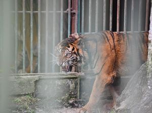 Momen Horor Pencari Kayu Nyaris Disantap Harimau di Sungai Apit