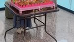 Serunya Lesti Kejora Saat Makan Bakso hingga Potong Nasi Tumpeng