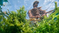 Sejumlah petani rumput laut setempat mengaku dalam dua minggu terakhir mulai berani membudidayakan kembali rumput laut setelah empat tersangka pemilik tambak udang ilegal disidangkan di PN Jepara serta penutupan 33 titik tambak udang ilegal yang sebelumnya diduga mencemari dan merusak budidaya rumput laut di wilayah itu.