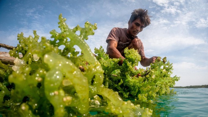 Petani rumput laut, Mastur menyulam rumput laut yang dibudidayakan di zona perairan tepi Pantai Legon Cikmas, Karimunjawa, Kabupaten Jepara, Jawa Tengah, Minggu (30/6/2024). Sejumlah petani rumput laut setempat mengaku dalam dua minggu terakhir mulai berani membudidayakan kembali rumput laut setelah empat tersangka pemilik tambak udang ilegal disidangkan di PN Jepara serta penutupan 33 titik tambak udang ilegal yang sebelumnya diduga mencemari dan merusak budidaya rumput laut di wilayah itu. ANTARA FOTO/Aji Styawan/foc.