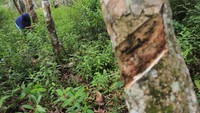 Harga getah karet tingkat petani sejak tiga bulan terakhir mulai membaik dari Rp 10.300 per kilogram naik menjadi Rp 11.400 hingga Rp 12.000 per kilogram tergantung kualitas.
