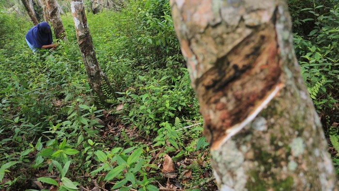 Petani menyadap getah karet di kebun miliknya di Desa Suak Raya, Kecamatan Johan Pahlawan, Aceh Barat, Aceh, Minggu (30/6/2024). Harga getah karet tingkat petani sejak tiga bulan terakhir mulai membaik dari Rp10.300 per kilogram naik menjadi Rp11.400 hingga Rp12.000 per kilogram tergantung kualitas. ANTARA FOTO/Syifa Yulinnas/foc.