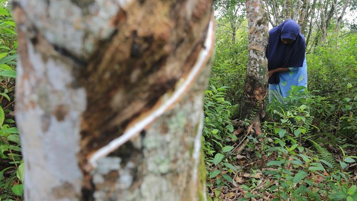 Petani menyadap getah karet di kebun miliknya di Desa Suak Raya, Kecamatan Johan Pahlawan, Aceh Barat, Aceh, Minggu (30/6/2024). Harga getah karet tingkat petani sejak tiga bulan terakhir mulai membaik dari Rp10.300 per kilogram naik menjadi Rp11.400 hingga Rp12.000 per kilogram tergantung kualitas. ANTARA FOTO/Syifa Yulinnas/foc.