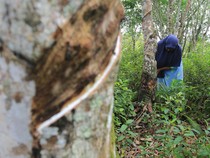 Harga Getah Karet di Aceh Barat Naik