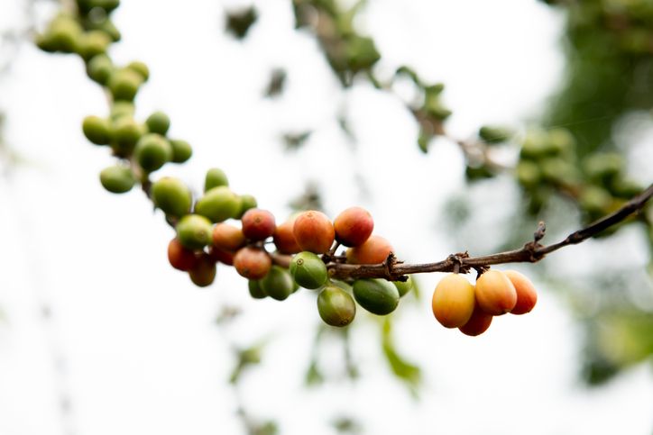 Kopi