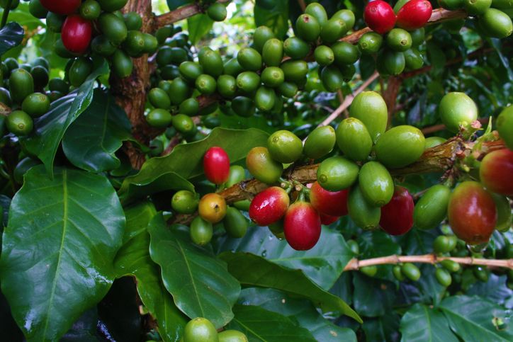 Kopi