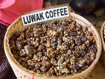 Kopi Luwak dan Geisha  Masuk Daftar 5 Kopi Terlangka di Dunia