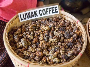Kopi Luwak dan Geisha  Masuk Daftar 5 Kopi Terlangka di Dunia