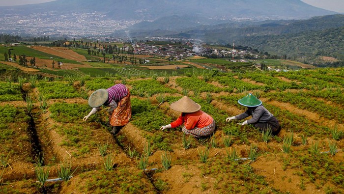 Sejumlah petani memanen wortel di Bumiaji, Batu, Jawa Timur, Minggu (30/6/2024). Menurut data Kementerian Pertanian (Kementan) produksi tanaman sayuran tahun 2023 menurun 4,34 persen dari tahun sebelumnya, yakni 15.270.427 ton menjadi 14.607.750 ton. ANTARA FOTO/Muhammad Mada/aww.