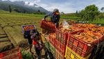 Waduh! Produksi Tanaman Sayuran Nasional Turun