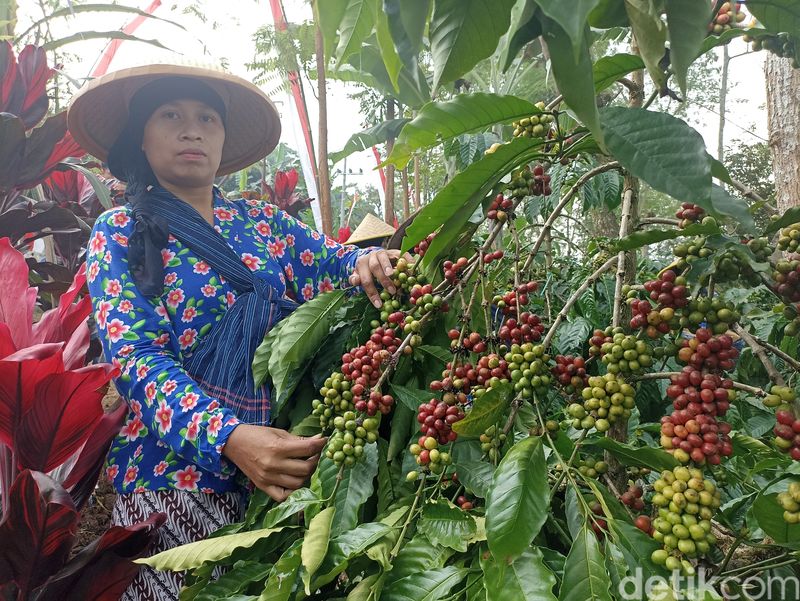 Wisata memetik kopi di Perkebunan Kawisari Blitar