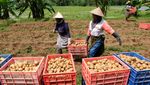 Anomali Cuaca, Produksi Kentang Turun hingga 50 Persen