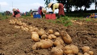 Pekerja memanen kentang di Kebun Benih Hortikultura (KBH) Kledung, Temanggung, Jawa Tengah, Senin (1/7/2024).