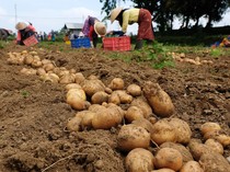 Anomali Cuaca, Produksi Kentang Turun hingga 50 Persen