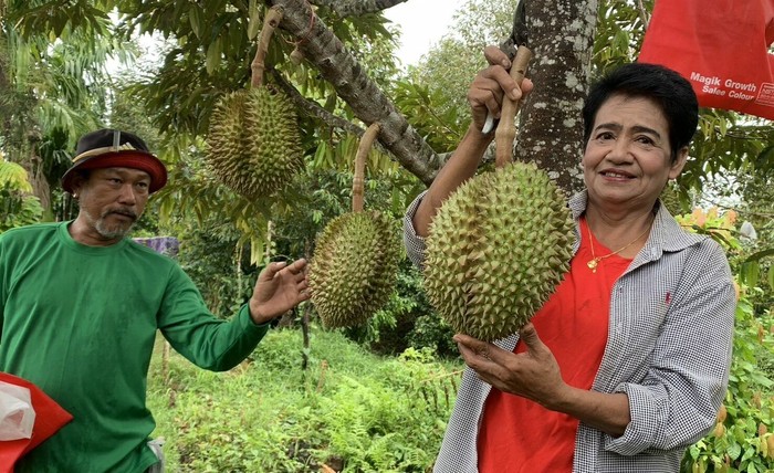 Durian vulkanik