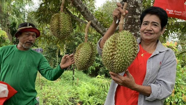 Durian vulkanik