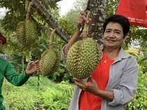 Durian Vulkanik Diburu Orang hingga Nasi Goreng Seporsi Rp 1.000