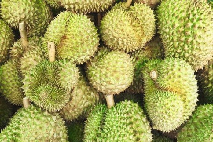 Durian vulkanik