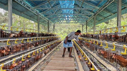 Kandang ayam di Desa Sulang, Kecamatan Dawan, Kabupaten Klungkung, Bali, Senin (1/7/2024) .