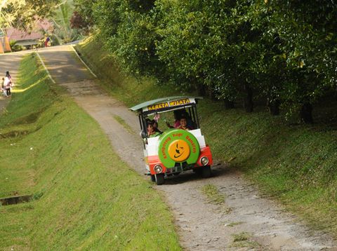 Kereta Wisata di Kampoeng Kopi Banaran