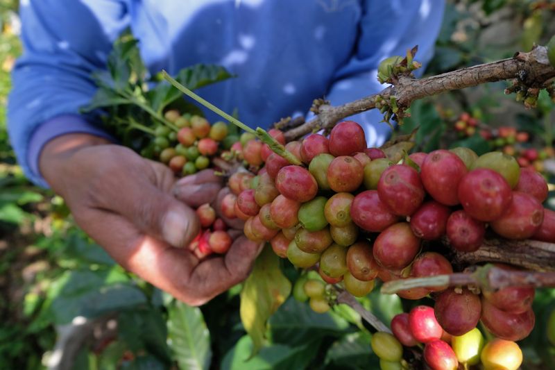 Kopi Jawa Ijen biasa dijual dengan harga yang berbeda-beda. ANTARA FOTO/Anis Efizudin/rwa. Foto: ANTARA FOTO/Anis Efizudin