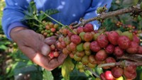 Bulan Juni - Juli merupakan musim panen raya kopi Arabika Sindoro. 