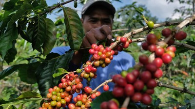 Melihat Petani Panen Kopi Arabika di Lereng Gunung Sindoro