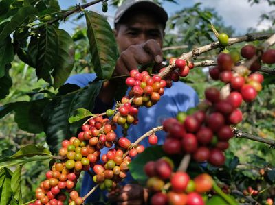 Melihat Petani Panen Kopi Arabika di Lereng Gunung Sindoro