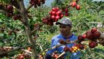 Melihat Petani Panen Kopi Arabika di Lereng Gunung Sindoro