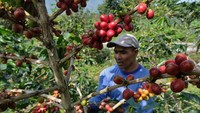 Petani memanen kopi Arabika di perladangan kawasan lereng Gunung Sindoro, Desa Kwadungan, Kledung, Temanggung, Jawa Tengah, Senin (1/7/2024).
