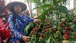 Potret Tradisi Manten Kopi Kawisari Blitar