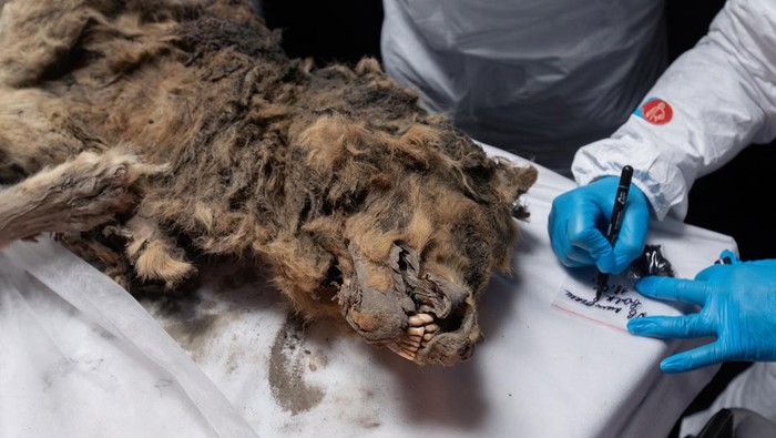 Scientists perform an autopsy of an ancient wolf, frozen in permafrost for more than 44,000 years and found by locals in Yakutia, at the laboratory of the North-Eastern Federal University in Yakutsk, Russia June 18, 2024. Michil Yakovlev/North-Eastern Federal University/Handout via REUTERS THIS IMAGE HAS BEEN SUPPLIED BY A THIRD PARTY. NO RESALES. NO ARCHIVES. MANDATORY CREDIT.