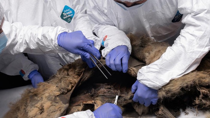Scientists perform an autopsy of an ancient wolf, frozen in permafrost for more than 44,000 years and found by locals in Yakutia, at the laboratory of the North-Eastern Federal University in Yakutsk, Russia June 18, 2024. Michil Yakovlev/North-Eastern Federal University/Handout via REUTERS THIS IMAGE HAS BEEN SUPPLIED BY A THIRD PARTY. NO RESALES. NO ARCHIVES. MANDATORY CREDIT.