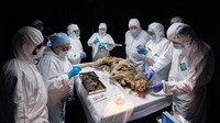 Para ilmuwan melakukan otopsi pada bangkai serigala purba di laboratorium Universitas Federal Timur Laut di Yakutsk, Rusia, 18 Juni 2024.  