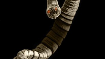 Cacing pita Dipylidium hidup di anjing dan kucing. Panjangnya bisa mencapai 5 meter - hampir setinggi jerapah - mencait lapisan usus hewan peliharaan dan menumbuhkan tubuh panjang seperti pita, menyebabkan berbagai penyakit pada hewan. Foto: David Maitland via Petapixel