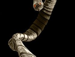 Seram! Ini Penampakan Cacing Parasit di Hewan Peliharaan