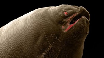 Nematoda Ascaris atau cacing gelang. Parasit ini juga bisa menginfeksi manusia, berpotensi menyebabkan kerusakan series pada pengelihatan anak-anak. Foto: David Maitland via Petapixel