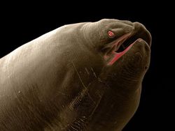 Seram! Ini Penampakan Cacing Parasit di Hewan Peliharaan