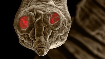 Cacing pita Dipylidium punya kepala cukup kecil sehingga dapat masuk lubang jarum (lebarnya kurang lebih 0,5 mm). Sedangkan tubuhnya jauh lebih besar dan panjangnya mencapai 70 cm.  Foto: David Maitland via Petapixel