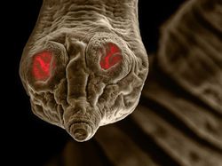 Seram! Ini Penampakan Cacing Parasit di Hewan Peliharaan