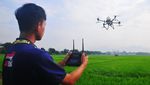 Petani Kudus Semprotkan Pestisida Pakai Drone, Begini Potretnya