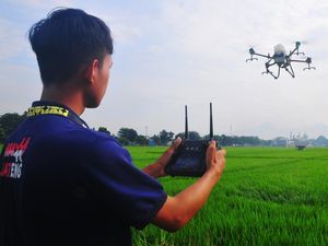 Petani Kudus Semprotkan Pestisida Pakai Drone, Begini Potretnya