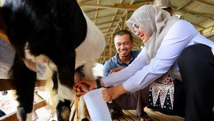 Bupati Ipuk saat meninjau peternakan kambing perah milik Jarot.