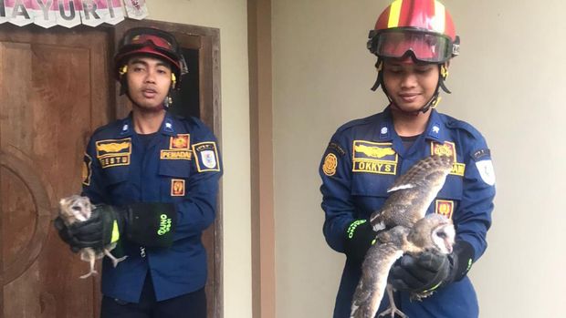 Dua ekor burung hantu dievakuasi petugas Damkar Klaten dari rumah warga Desa Gatak, Kecamatan Ngawen, Kabupaten Klaten, Selasa (2/7/2024) pagi.