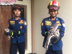Tak Bisa Pulang ke Sarang, 2 Burung Hantu Dievakuasi Damkar Klaten