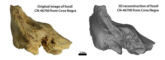Kerangka Neanderthal yang Diduga Memiliki Down Syndrome
