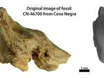 Ternyata Ini Kasus Pertama Down Syndrome pada Manusia Purba Neanderthal