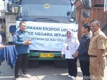 Ubi Jalar dari Cirebon Tembus Pasar Jepang hingga Korsel
