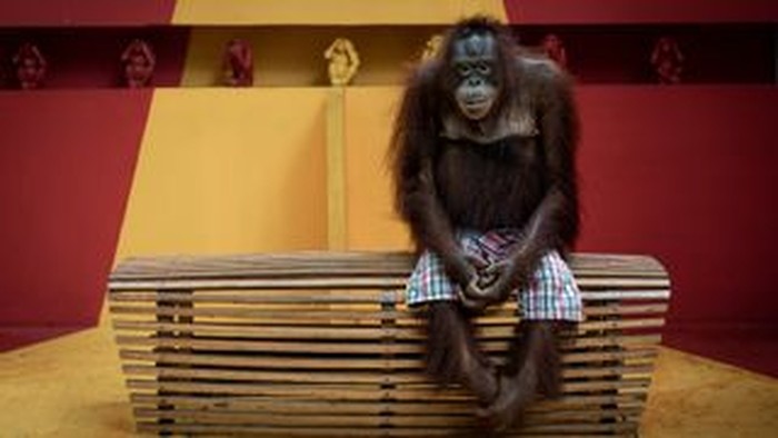 Pose Pilu Orang Utan yang Fotonya Menang Kontes Fotograsi Lingkungan