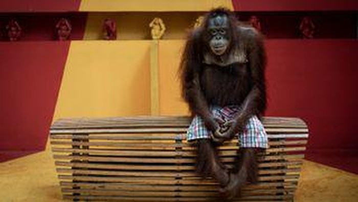 Pose Pilu Orang Utan yang Fotonya Menang Kontes Fotograsi Lingkungan